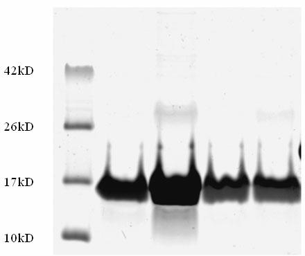 Rv1793 recombinant protein for serodiagnosis of medicament-resistant tuberculosis