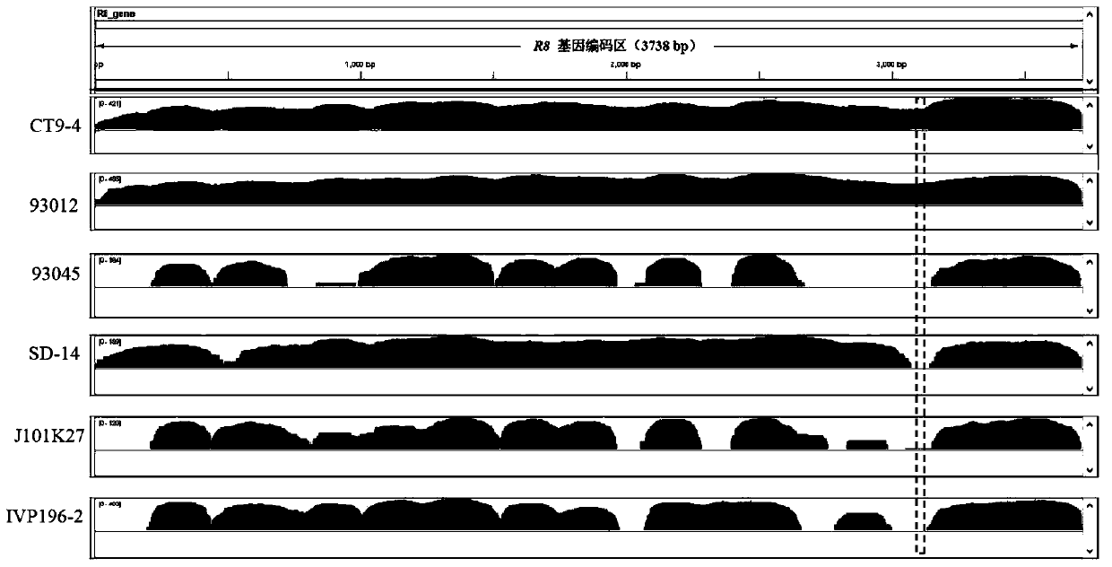 Potato late blight resistance gene diagnosis primers and design method thereof