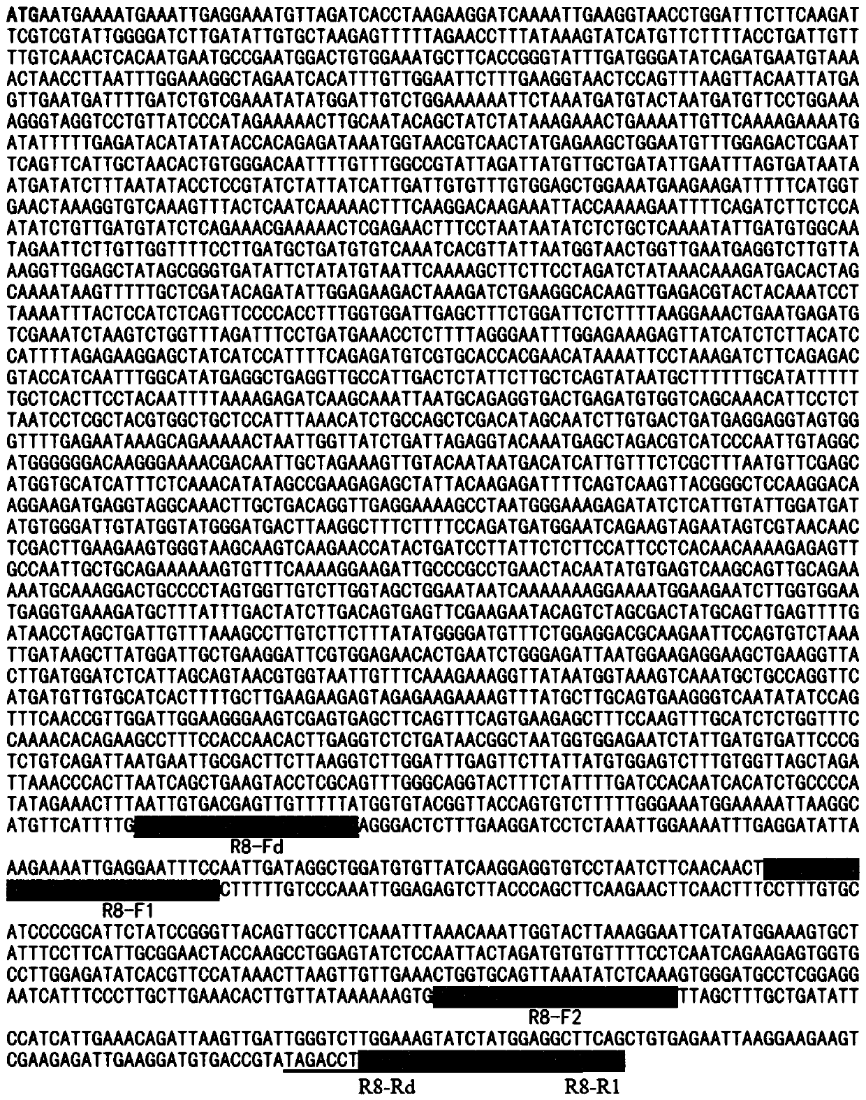 Potato late blight resistance gene diagnosis primers and design method thereof