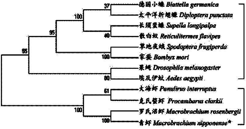 Macrobrachium nipponense AST gene, primer group for amplification of macrobrachium nipponense AST gene and amplification method thereof