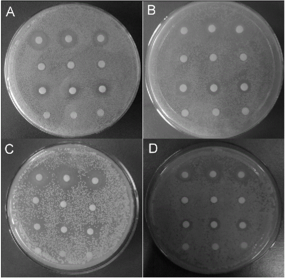 A microcapsule resistant to food-borne pathogenic bacteria and its preparation method and application