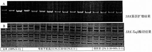 A Method of Improving Seed Setting Rate of Radish Hybridization