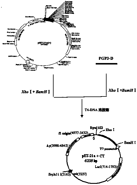 Recombined chlamydia trachomatis protein and application thereof