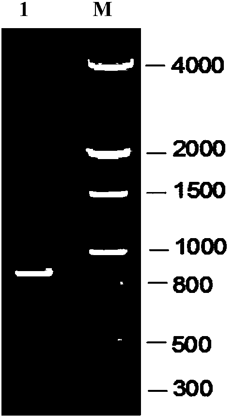 Recombined chlamydia trachomatis protein and application thereof