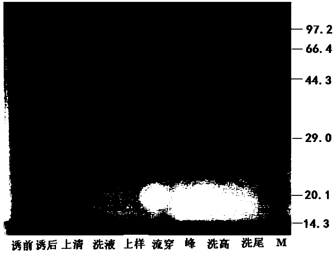 Recombined chlamydia trachomatis protein and application thereof