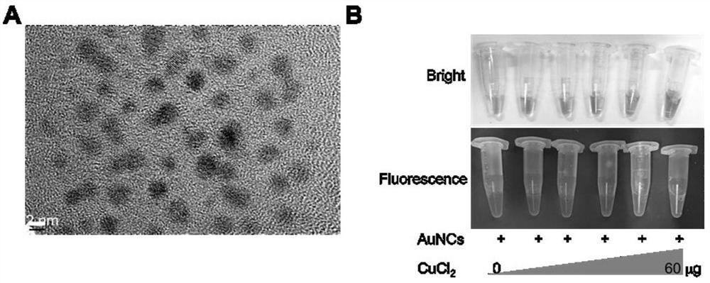 Application of gold nanoclusters and medicine for relieving male reproductive toxicity of copper ions