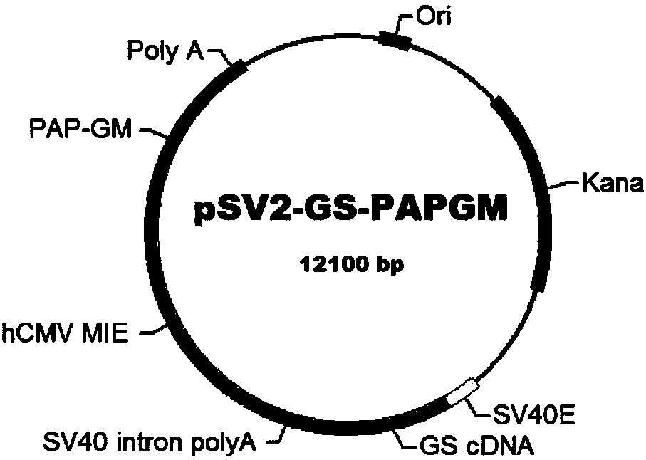 Preparation method of PAP/GM-CSF (prostatic acid phosphatase/grain macrophage-colony stimulating factor)