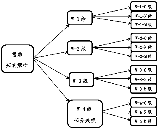 Cigar coated tobacco leaf sorting method