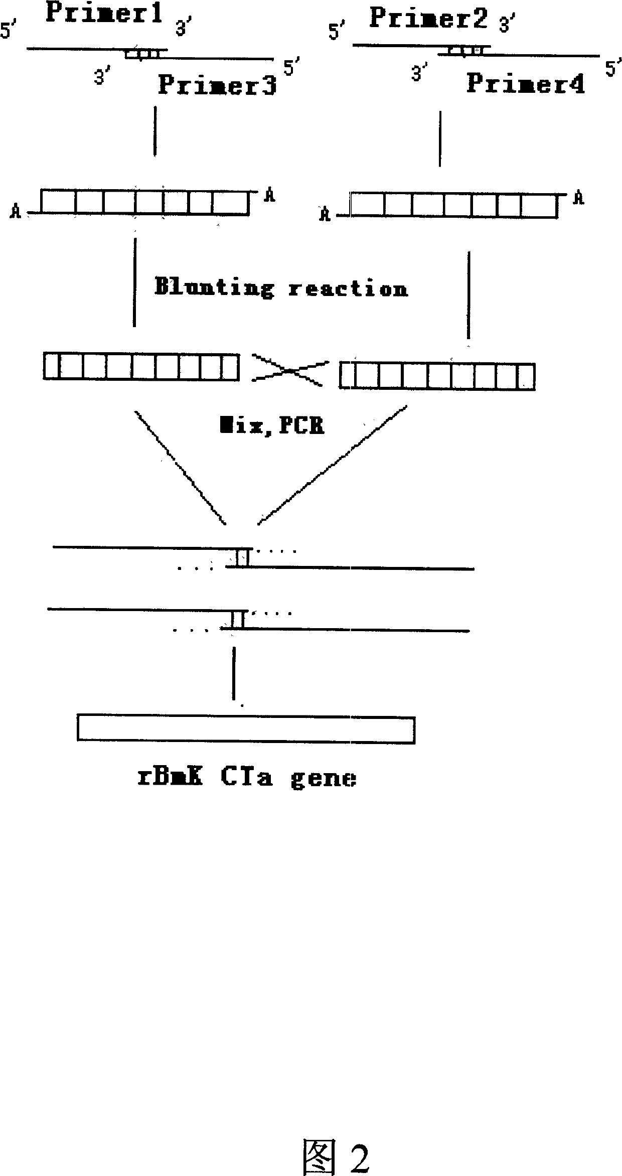 Artificial synthesised scorpion chloride ion neurotoxin gene-rBmK CTa