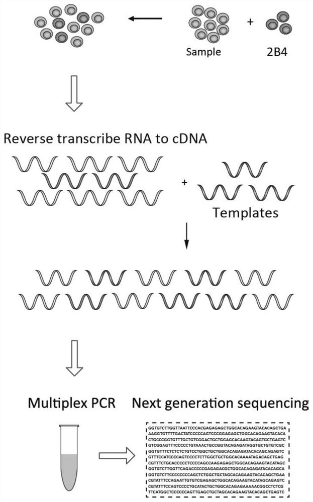 Method for quantifying TCR beta based on high-throughput sequencing