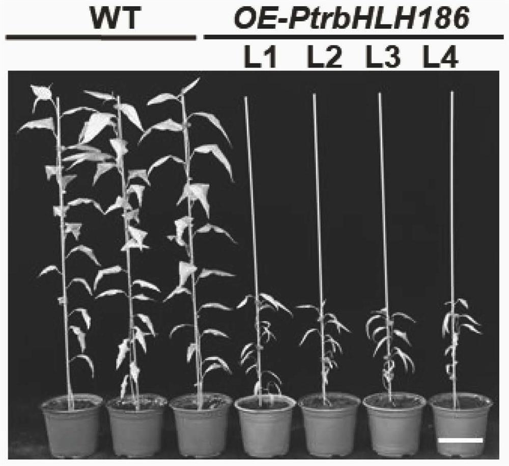 Application of ptrbhlh186 gene in Populus trichocarpa in regulating secondary xylem development in trees