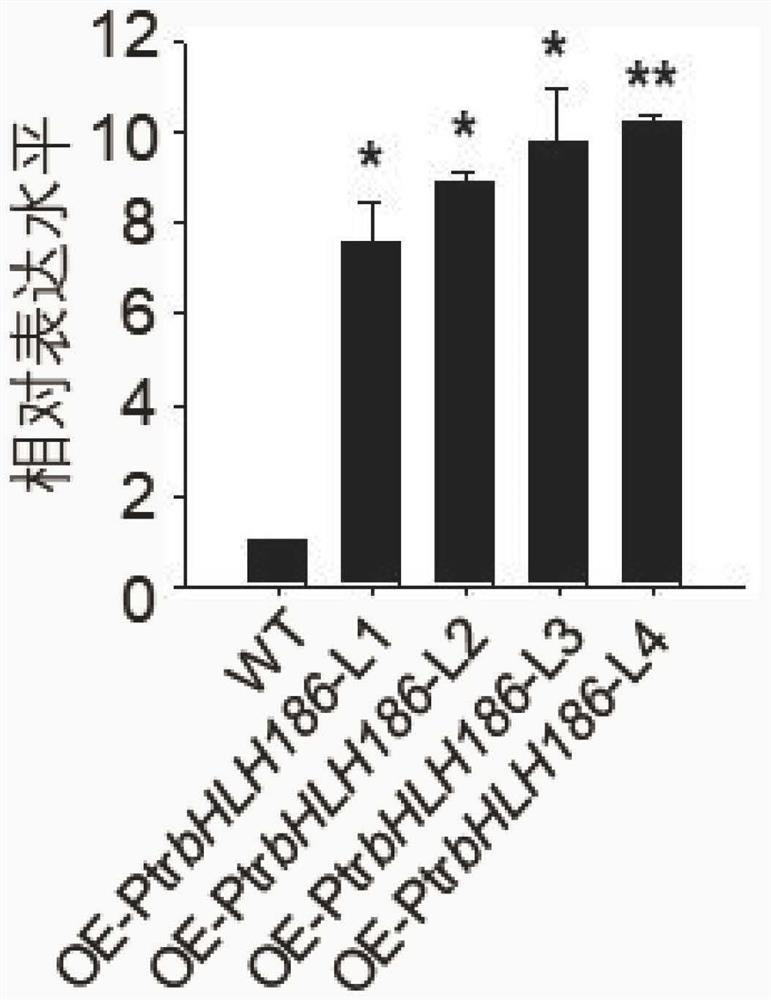 Application of ptrbhlh186 gene in Populus trichocarpa in regulating secondary xylem development in trees