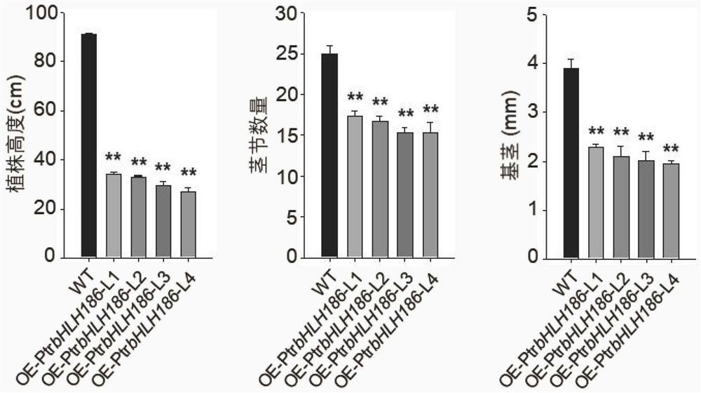 Application of ptrbhlh186 gene in Populus trichocarpa in regulating secondary xylem development in trees