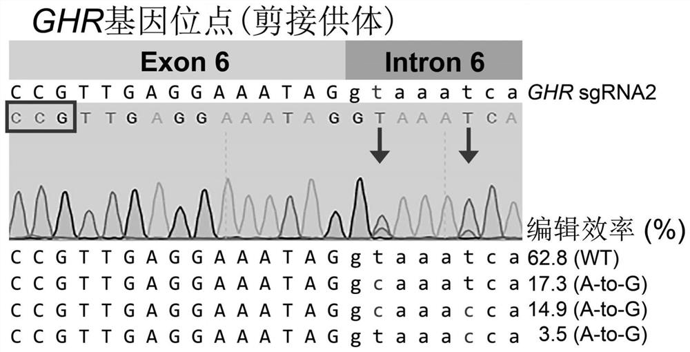 Construction method of dwarf syndrome animal model