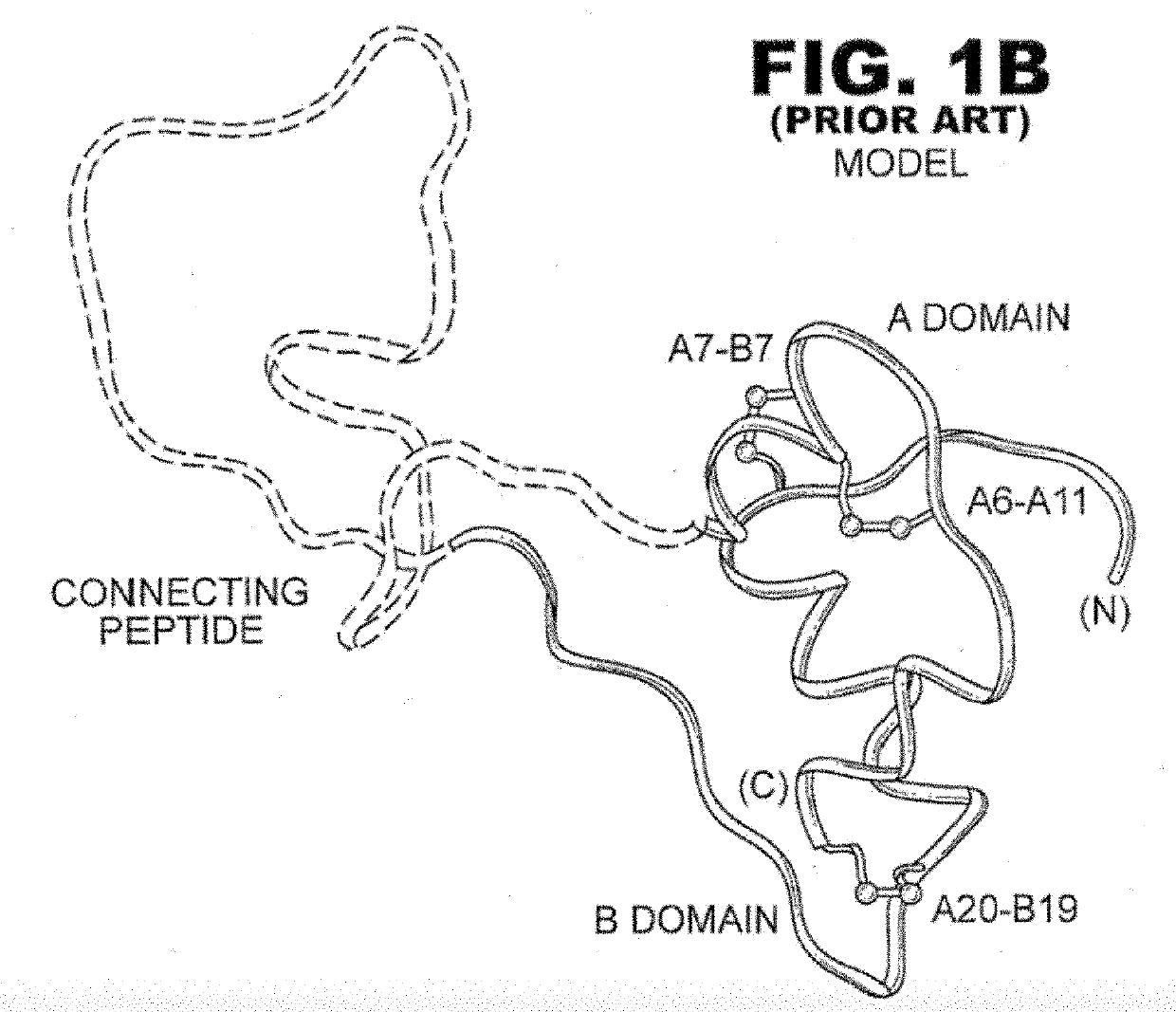 Variant Single-Chain Insulin Analogues