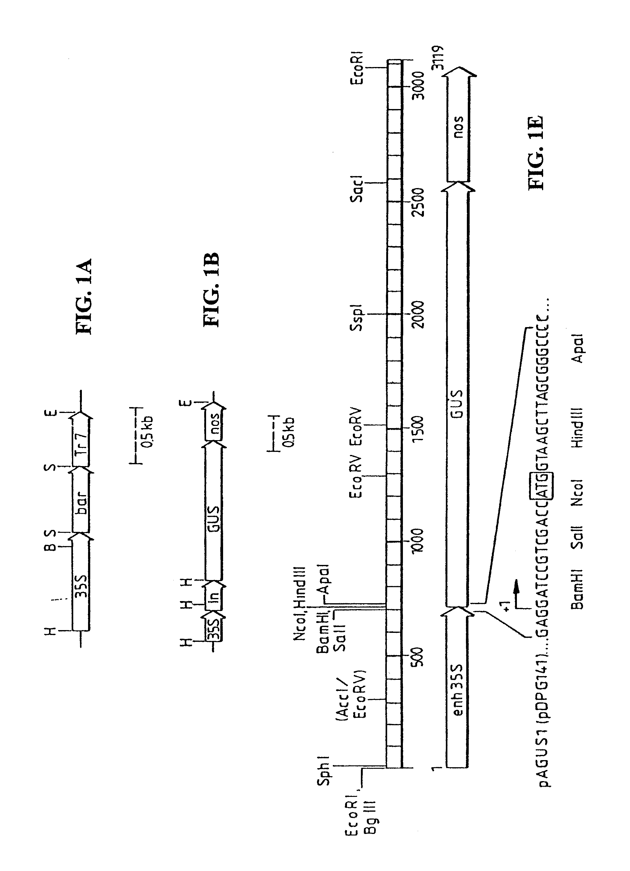 Methods and compositions for the production of stably transformed, fertile monocot plants and cells thereof