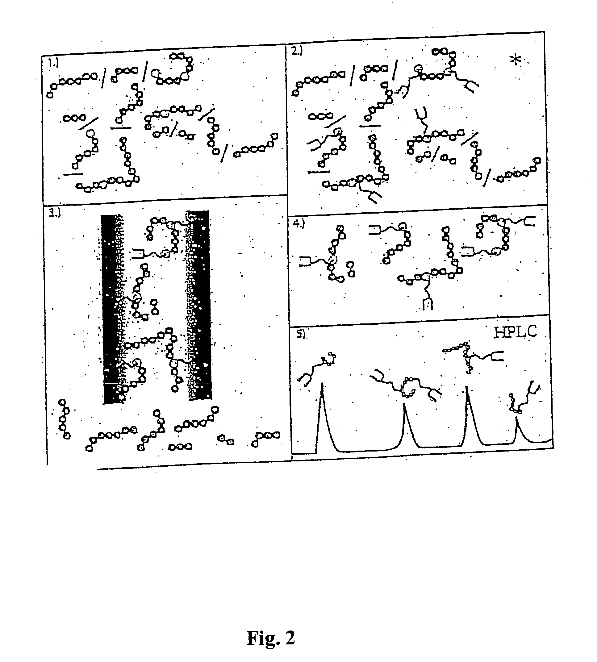 Method and reagent for the specifically identifying and quantifying one or more proteins in a sample