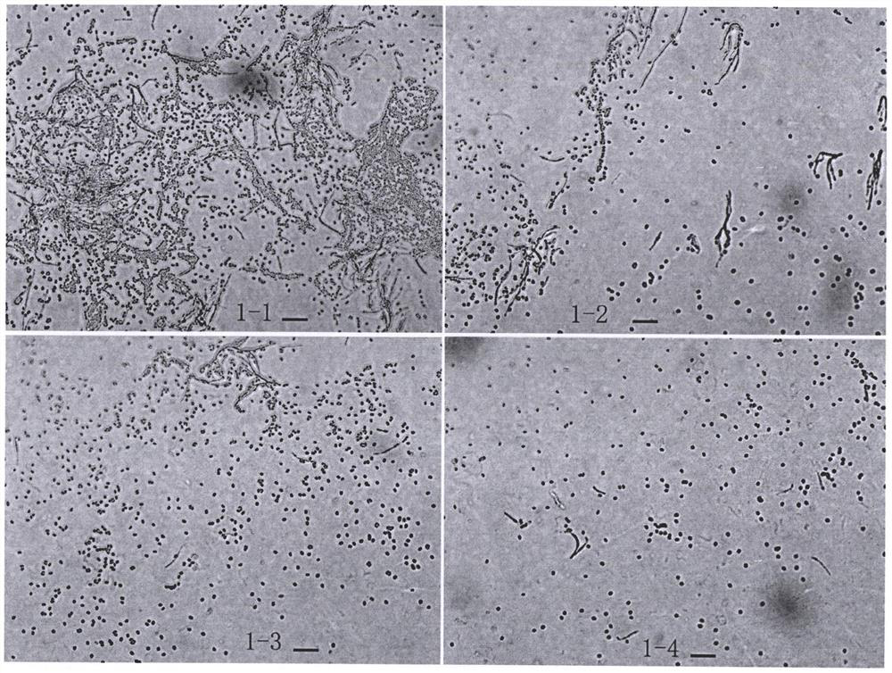 Transferring and dispersing method for thin-wall conidia of ustilaginoidea virens