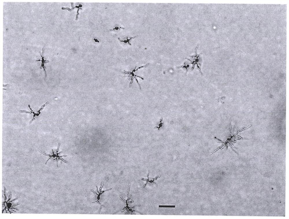 Transferring and dispersing method for thin-wall conidia of ustilaginoidea virens