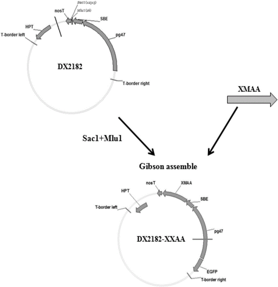 Millet alpha-amylase as well as encoding gene and application thereof