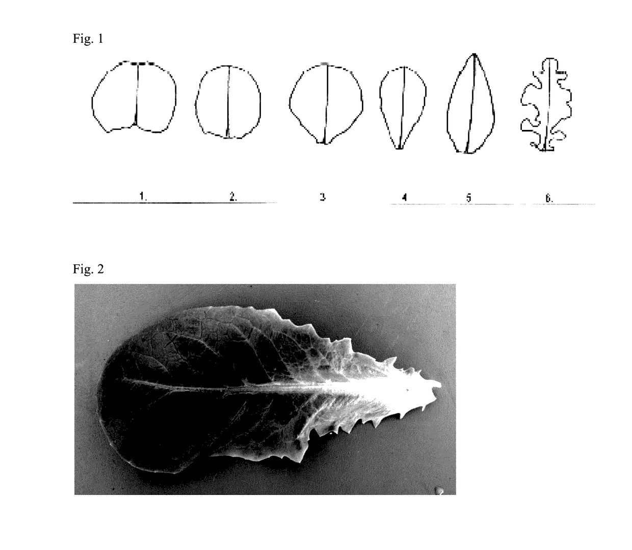 Lettuce variety 41-149 rz