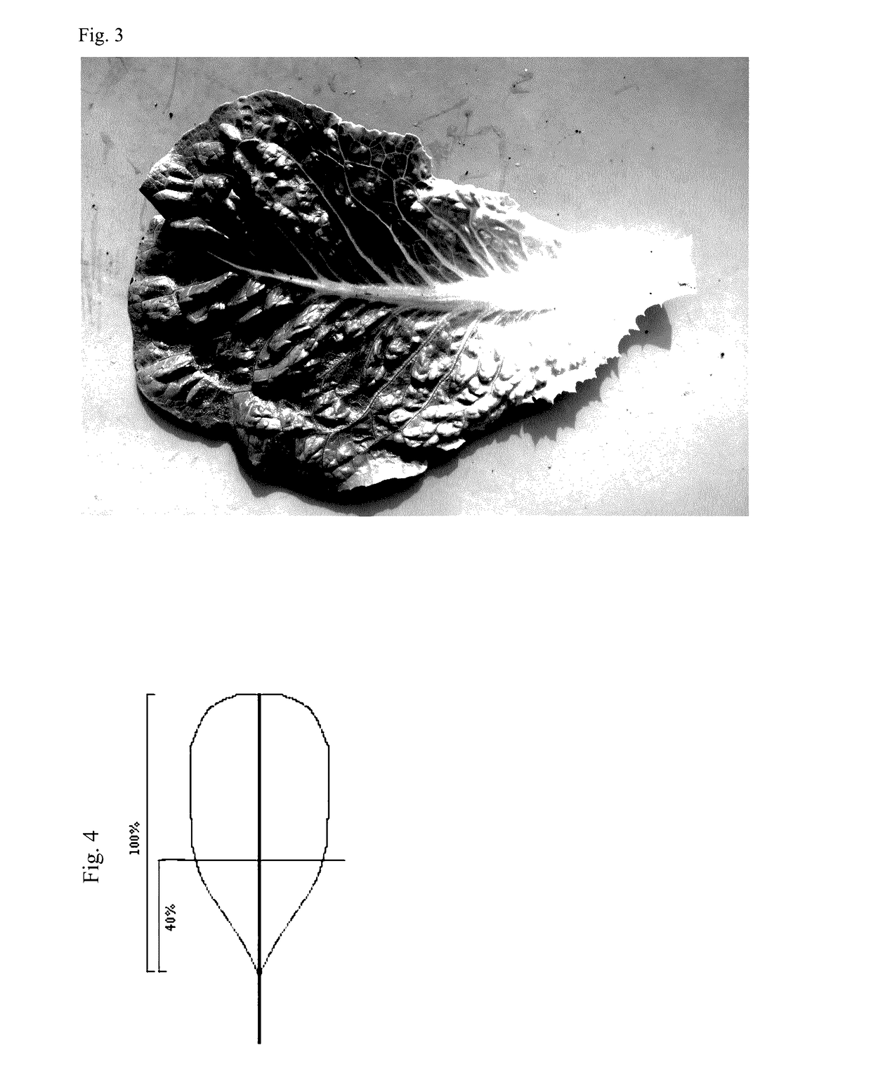 Lettuce variety 41-149 rz