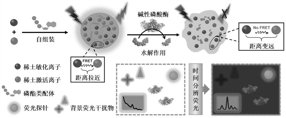 Enzyme response type probe based on rare earth metal and preparation method and application thereof