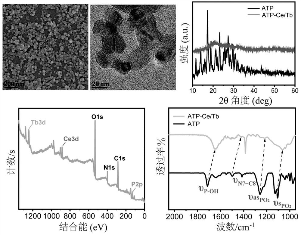 Enzyme response type probe based on rare earth metal and preparation method and application thereof