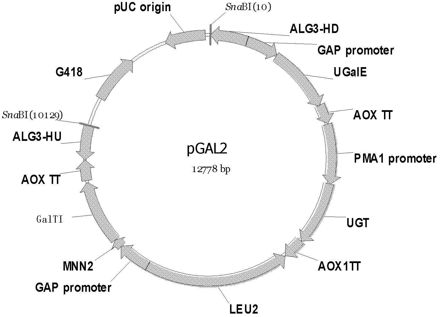 Humanized glycosylation modified hansenula polymorpha