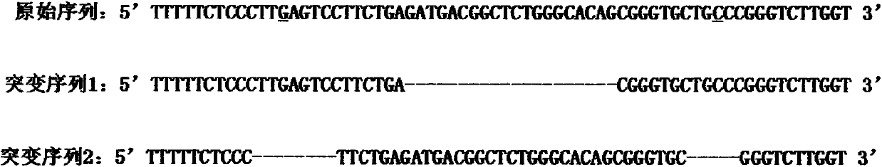 Pair of small guide RNAs (Ribonucleic Acids) (sgRNAs) for specifically identifying sheep DKK1 gene and coded DNA (Deoxyribonucleic Acid) and application of sgRNAs