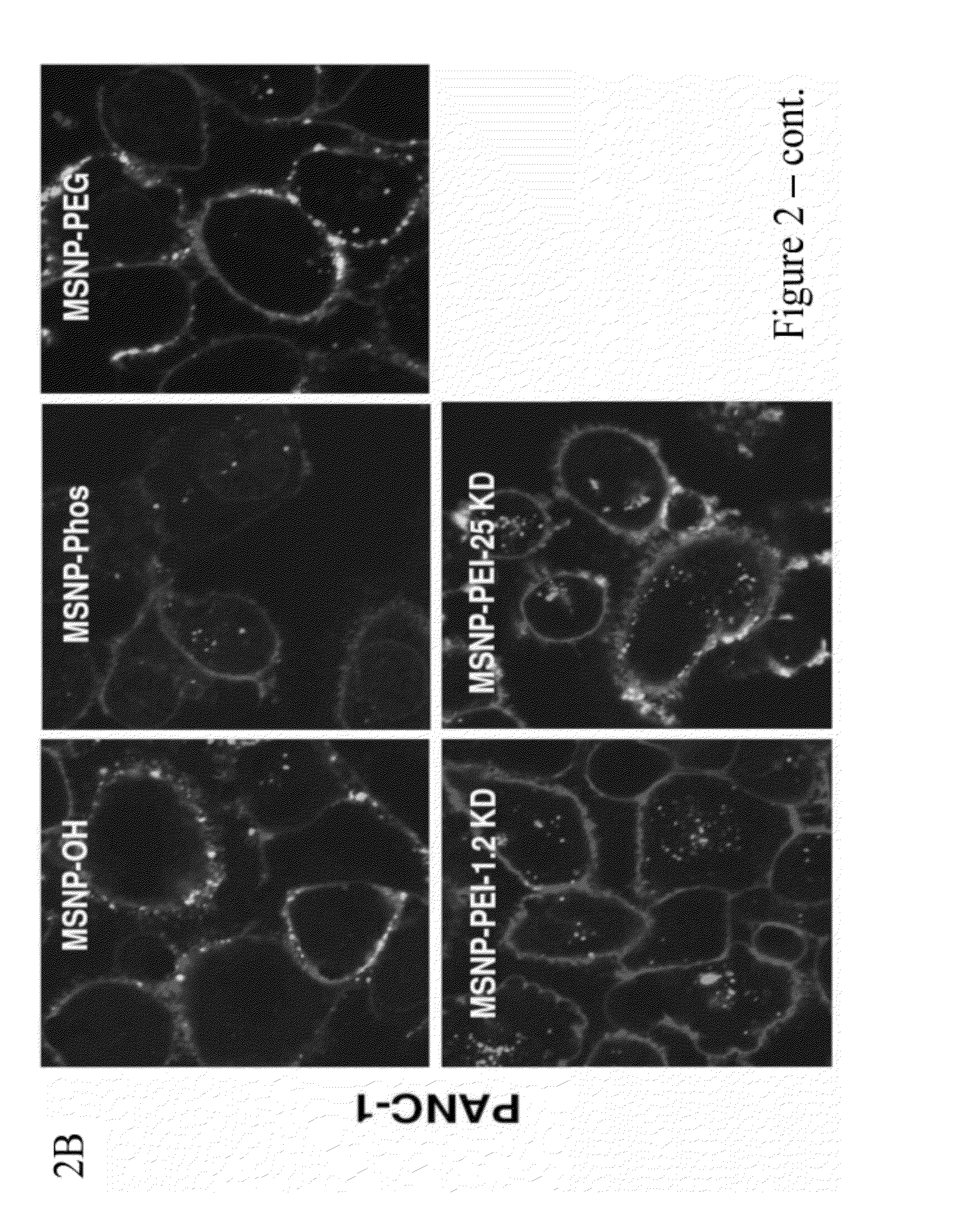 Cationic polymer coated mesoporous silica nanoparticles and uses thereof