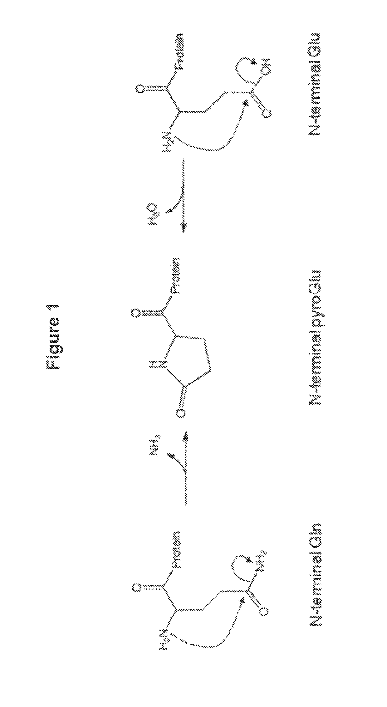 Method for increasing pyro-glutamic acid formation of a protein