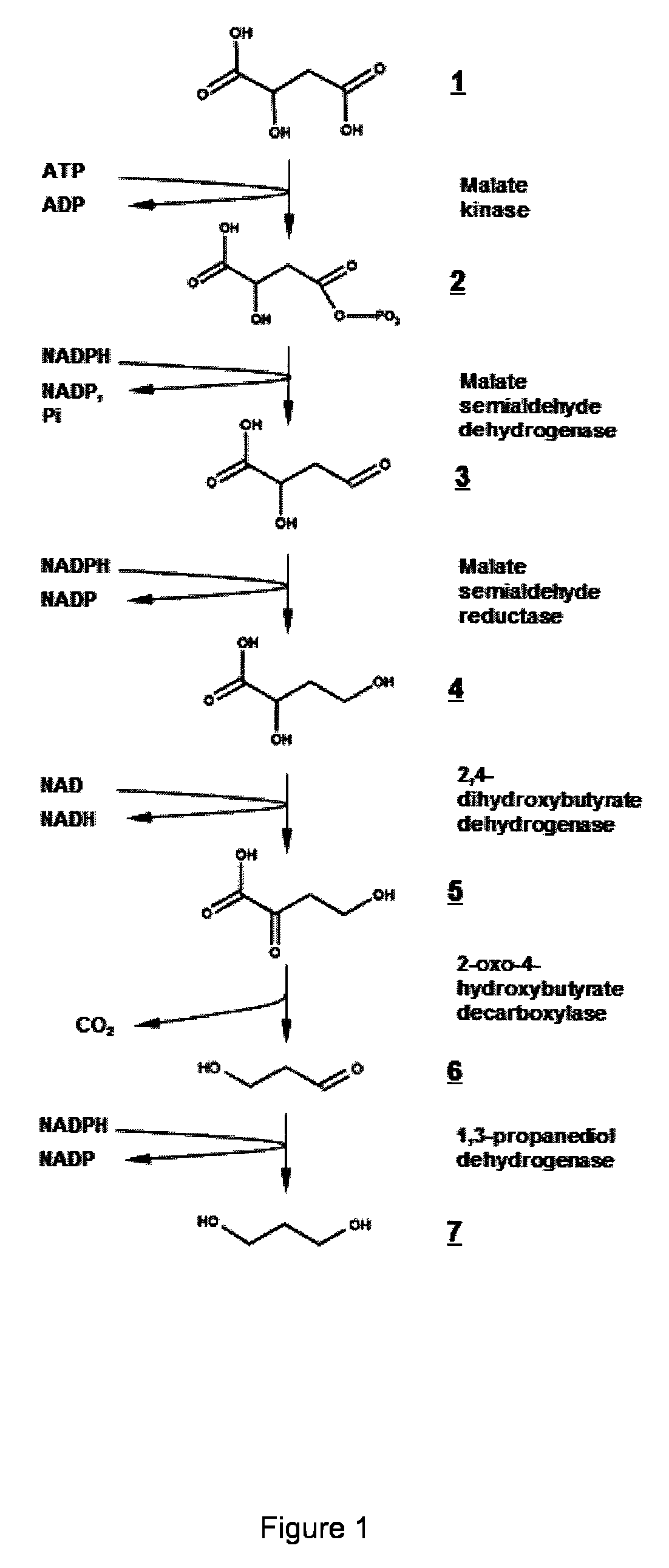 Microorganism modified for the production of 1,3-propanediol