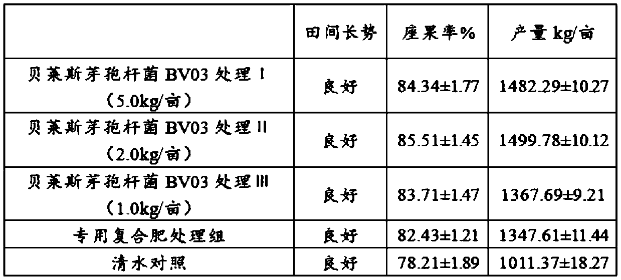 Bacillus velezensis BV03 inoculant and preparation method and application thereof