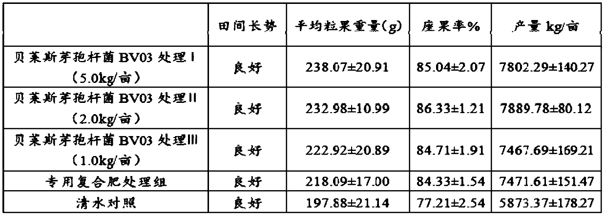 Bacillus velezensis BV03 inoculant and preparation method and application thereof