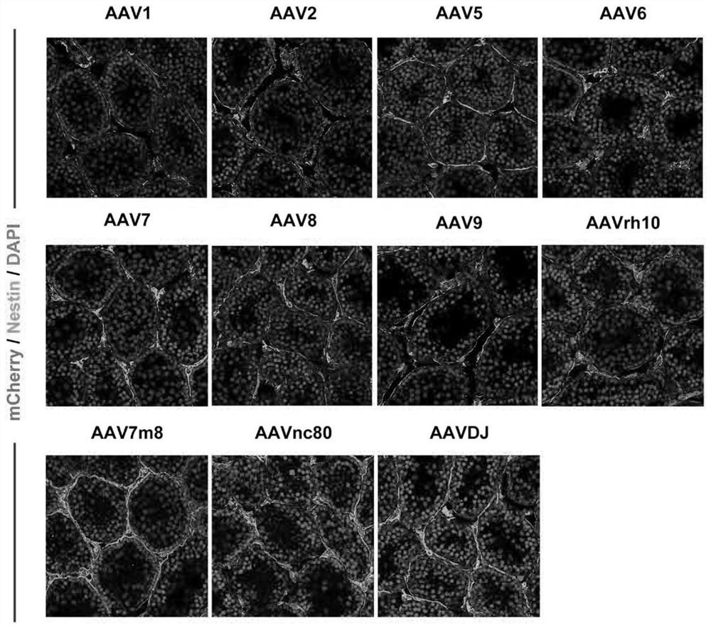 A kind of gene medicine and its application for treating the dysfunction of Leydig cells