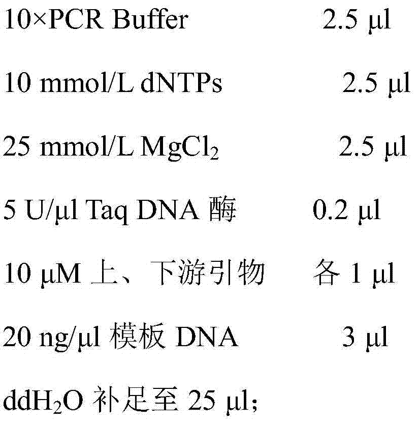 Molecule specificity marker primer and identification method of improved variety of camellia oleifera Changlin Number 55