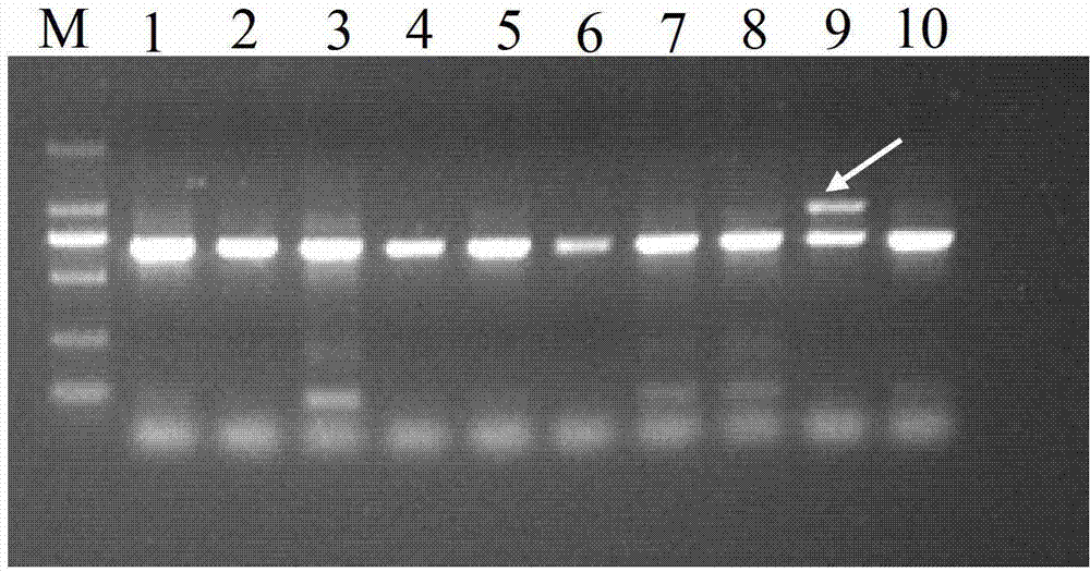 Molecule specificity marker primer and identification method of improved variety of camellia oleifera Changlin Number 55