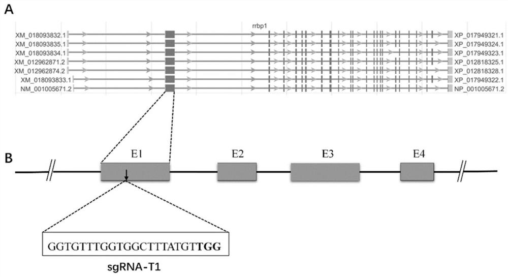 Preparation method of rrbp1 gene knock-out xenopus tropicalis model, and application