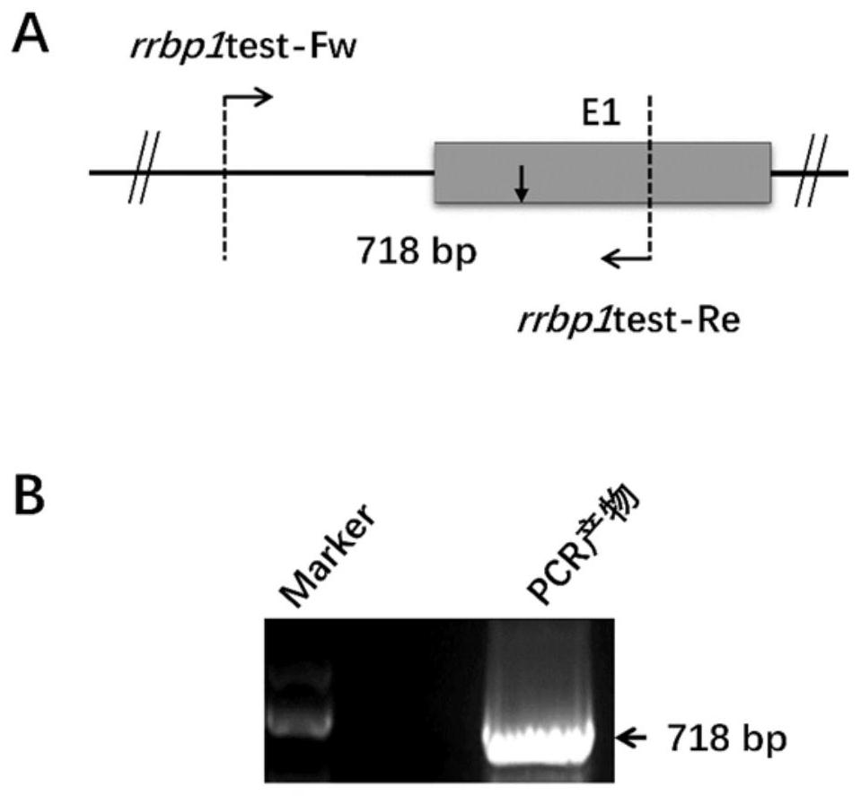 Preparation method of rrbp1 gene knock-out xenopus tropicalis model, and application