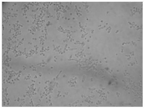 Bacterial strain for reducing water-soluble sugar in tobacco leaves, screening method, cultivation method and application