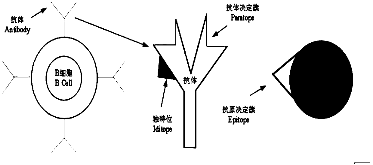 Antigen-antibody binding mechanism-oriented generative behavior rule base construction method