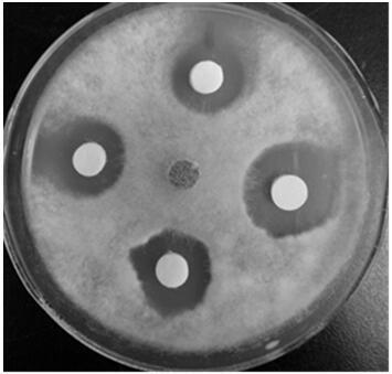 Spore-producing bacillus amyloliquefaciens for inhibiting plant pathogenic fungi and application of spore-producing bacillus amyloliquefaciens