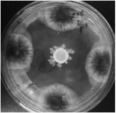 Spore-producing bacillus amyloliquefaciens for inhibiting plant pathogenic fungi and application of spore-producing bacillus amyloliquefaciens