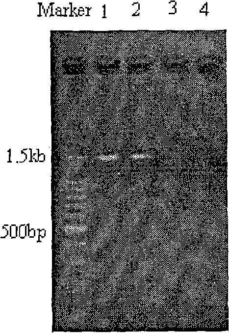 Process for extracting microbe genome DNA in complex solid-state environment