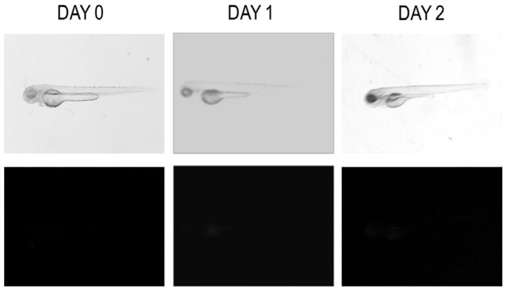 A construction method and application of a zebrafish nk/tcl tumor model