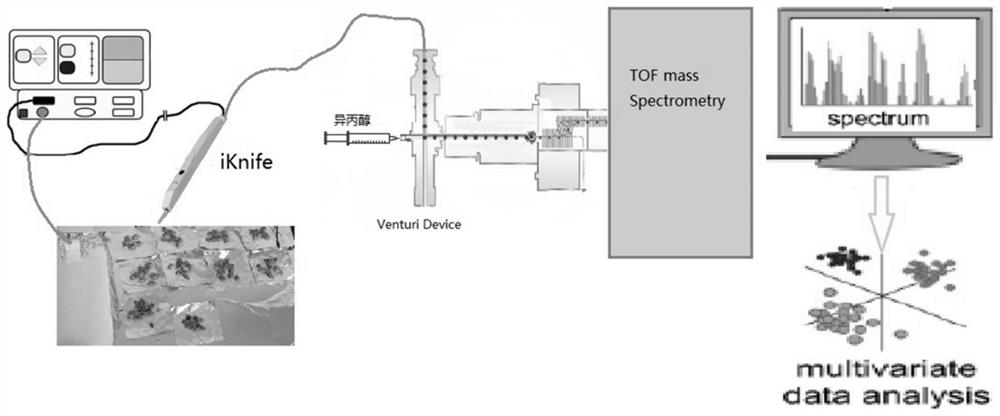 Method for identifying seabuckthorn origin and/or varieties based on rapid evaporation ionization mass spectrometry