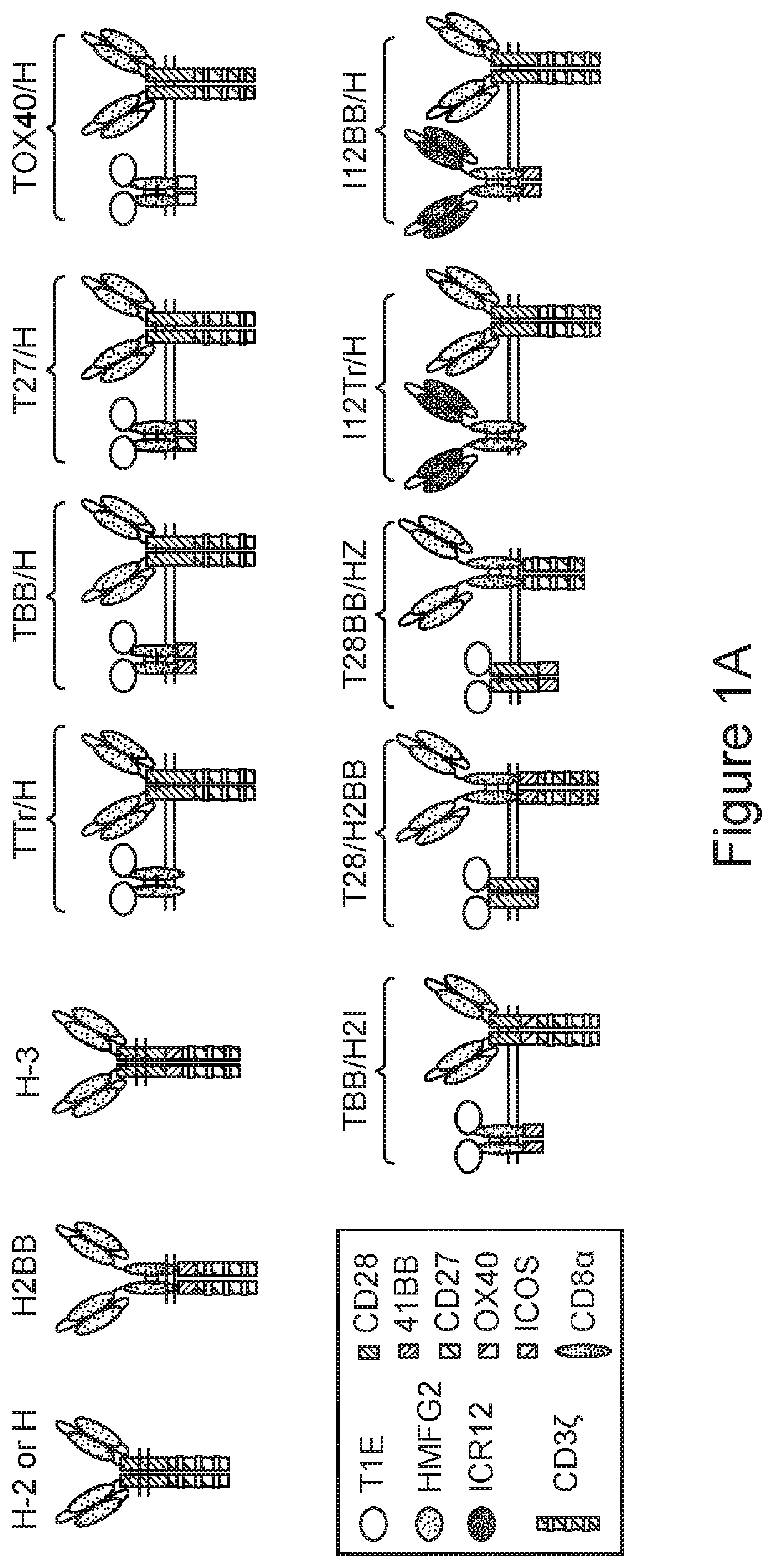 MUC1 PARALLEL CAR (pCAR) THERAPEUTIC AGENTS