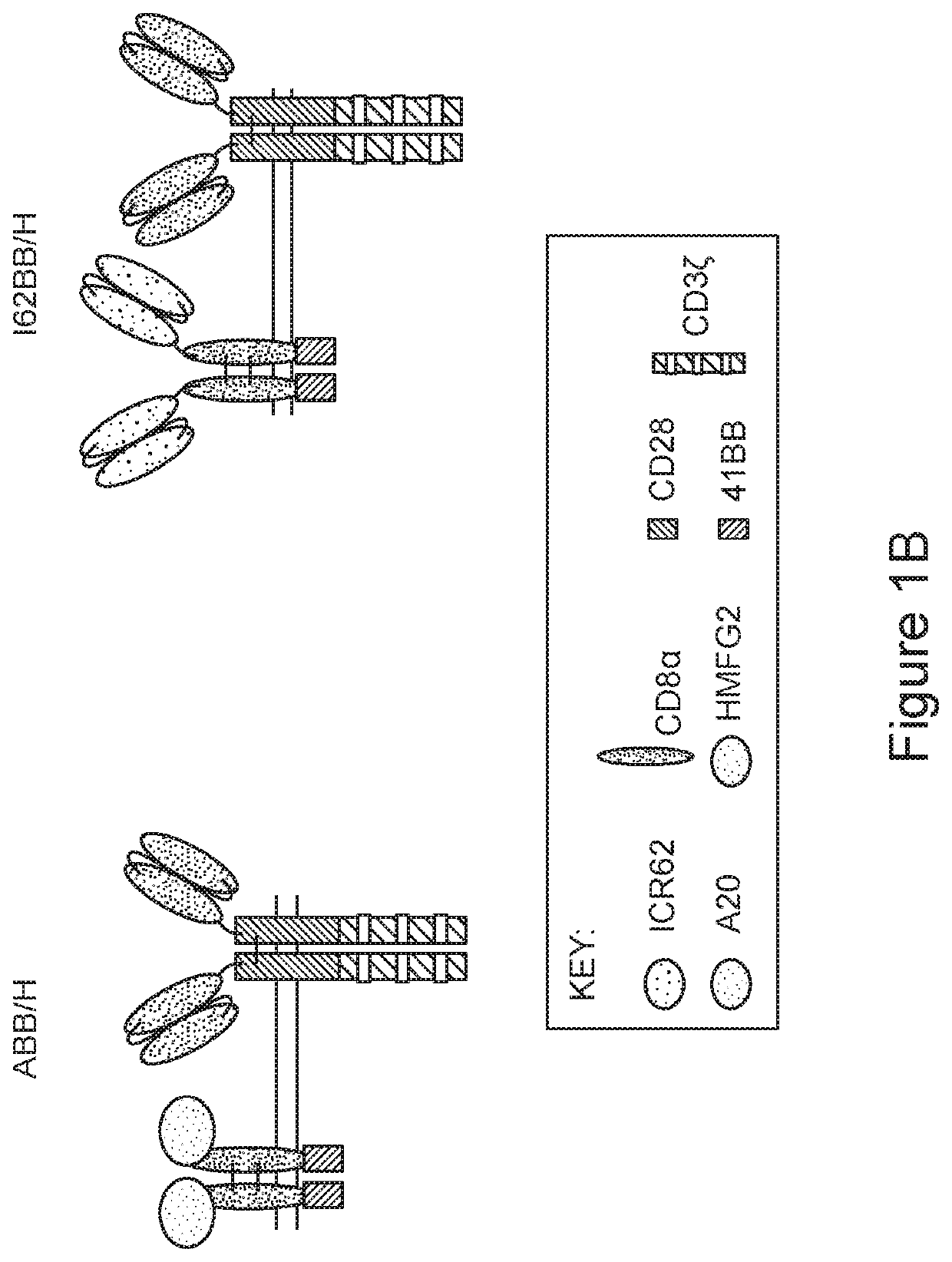 MUC1 PARALLEL CAR (pCAR) THERAPEUTIC AGENTS