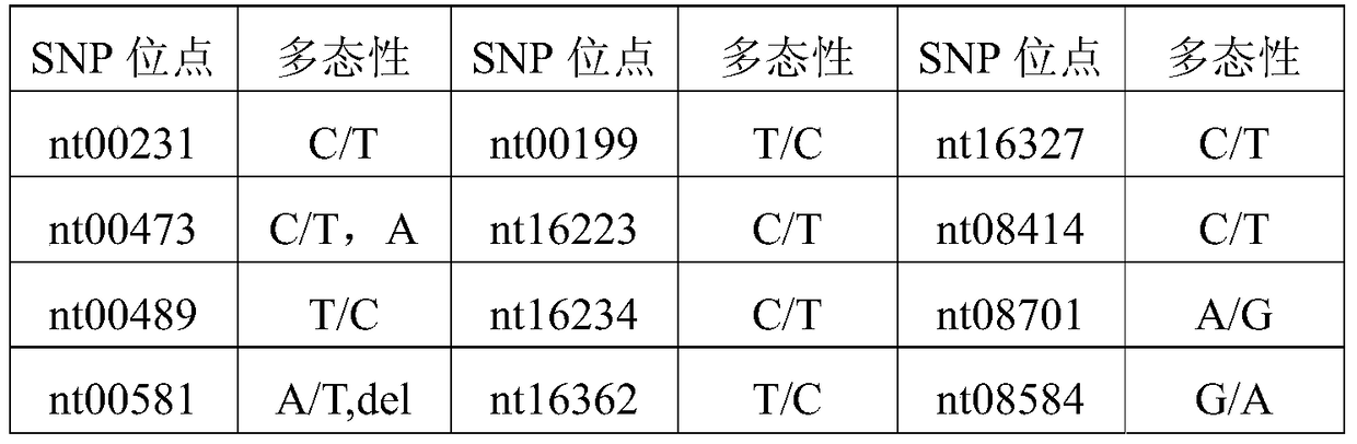 Forensic medicine rapid detection kit based on 21 mitochondrial SNP sites